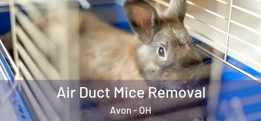 Air Duct Mice Removal Avon - OH